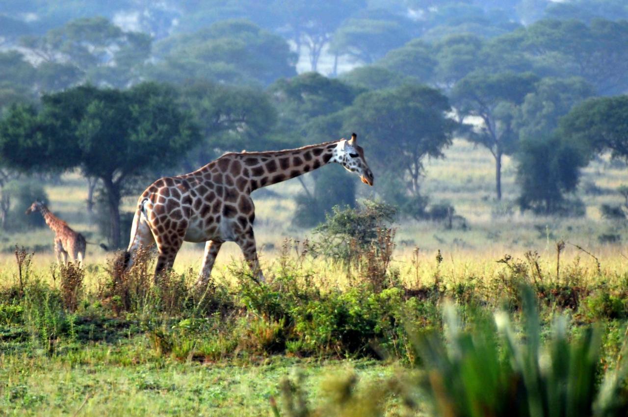 Victoria Lake View Guesthouse & Safaris Entebbe Eksteriør billede